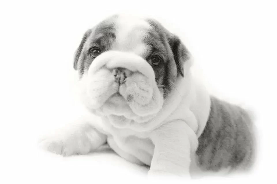 Filhote de Bulldog Inglês