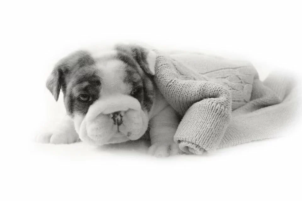 Filhote de Bulldog Inglês